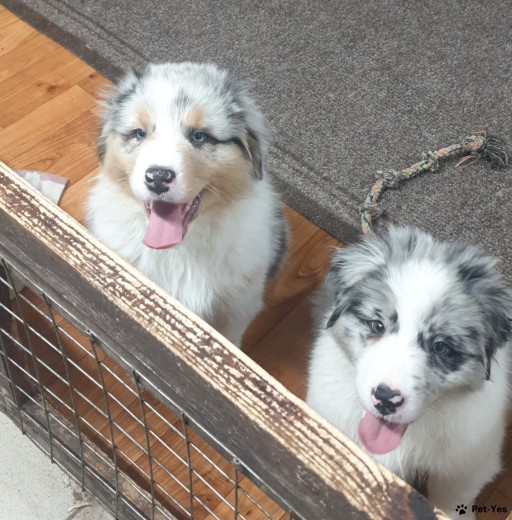 Изображение питомца