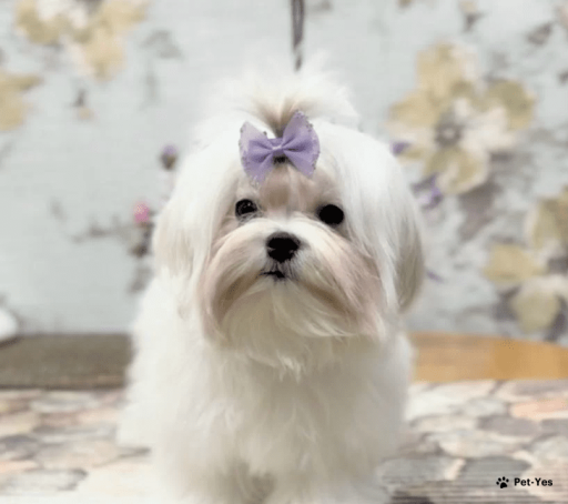 Изображение питомца