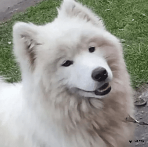 Изображение питомца