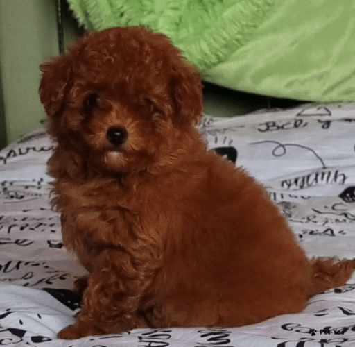 Изображение питомца