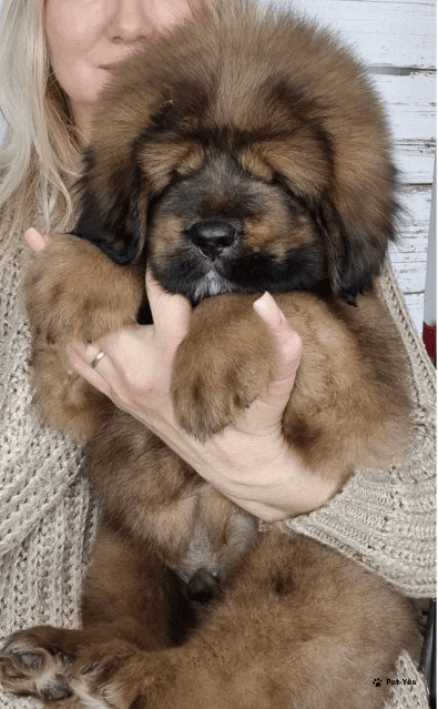 Изображение питомца