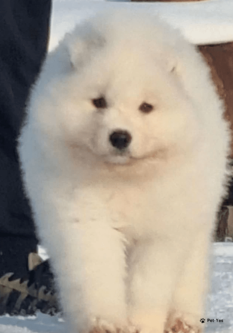 Изображение питомца