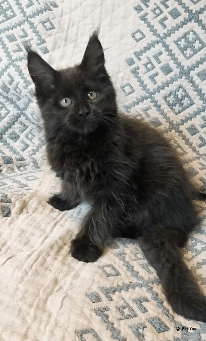 Изображение питомца