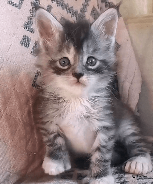 Изображение питомца