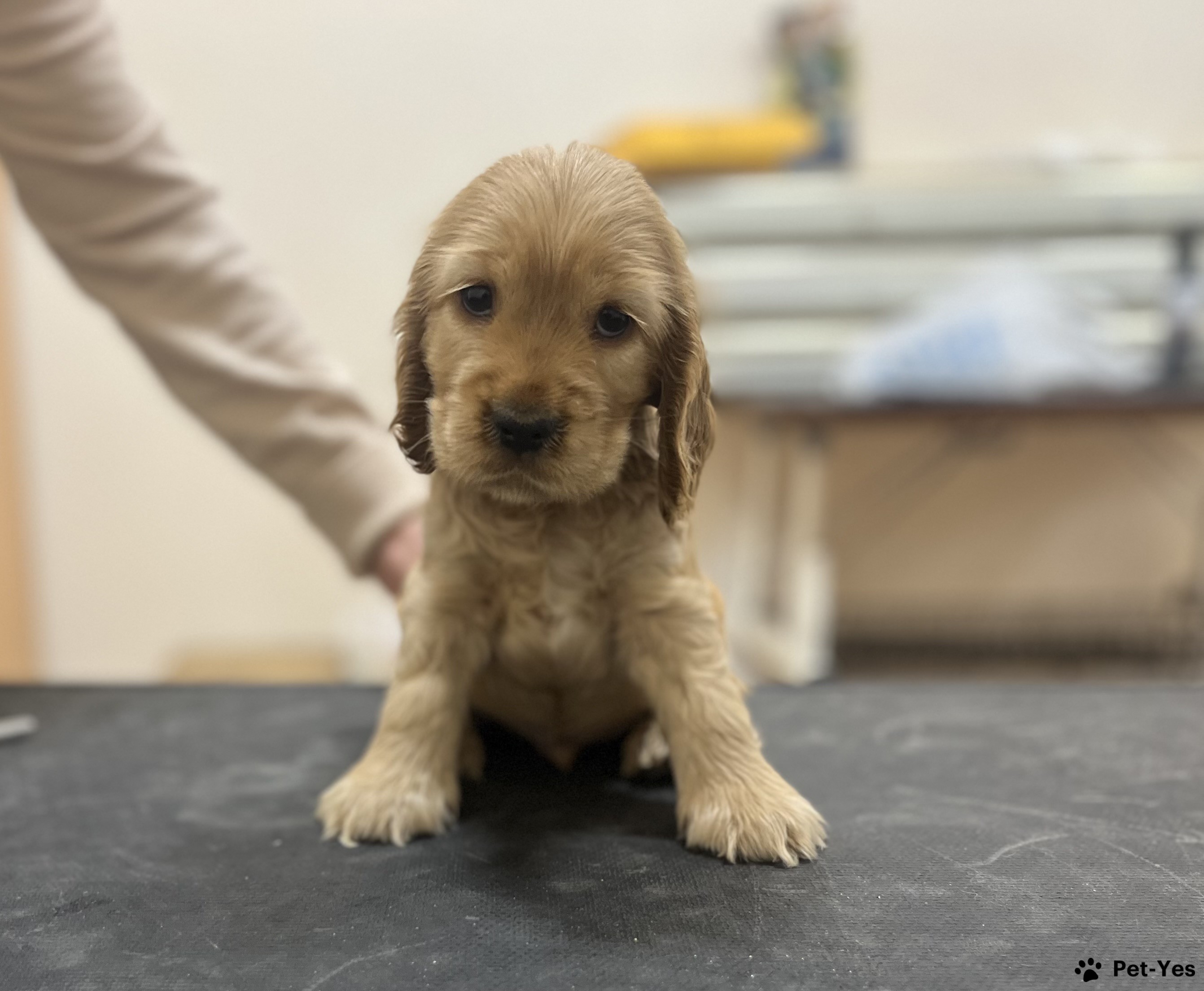 Щенок Английский кокер-спаниель 4 месяца, 29 дней купить Киров | Pet-Yes