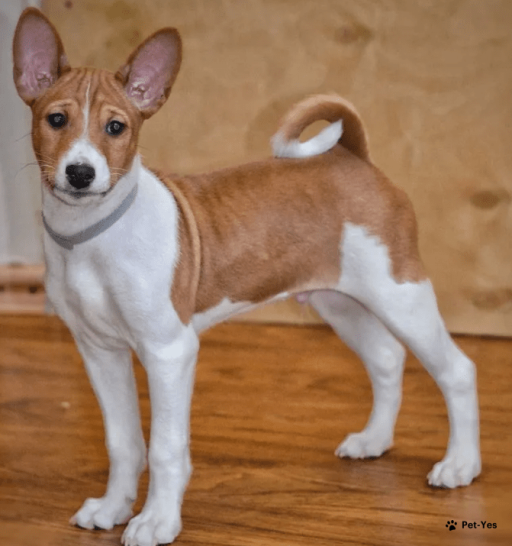 Изображение питомца