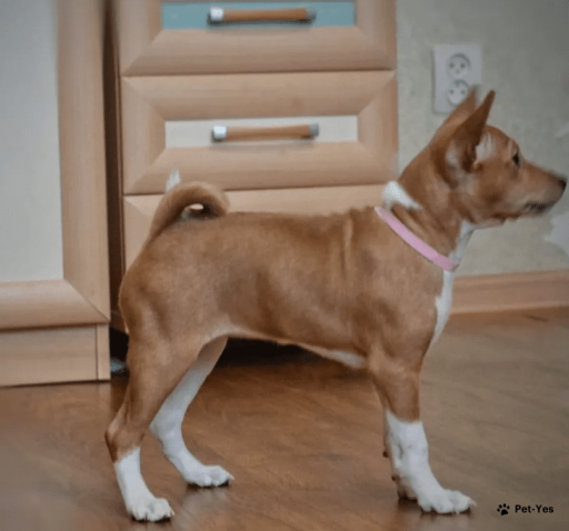 Изображение питомца