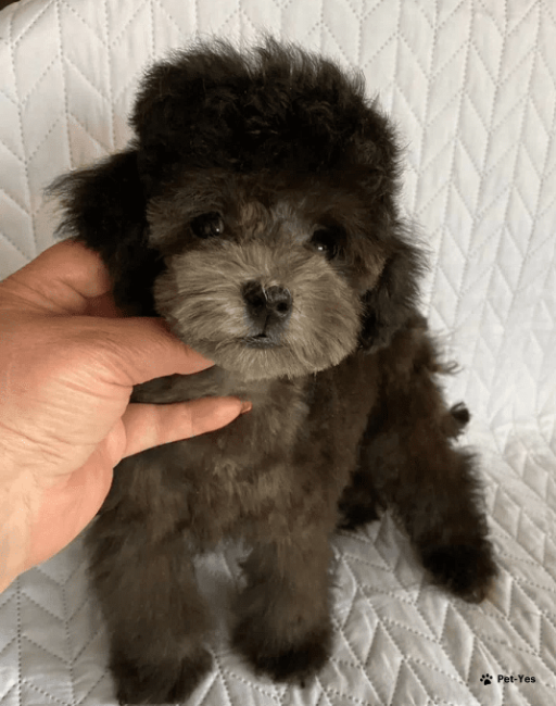 Изображение питомца