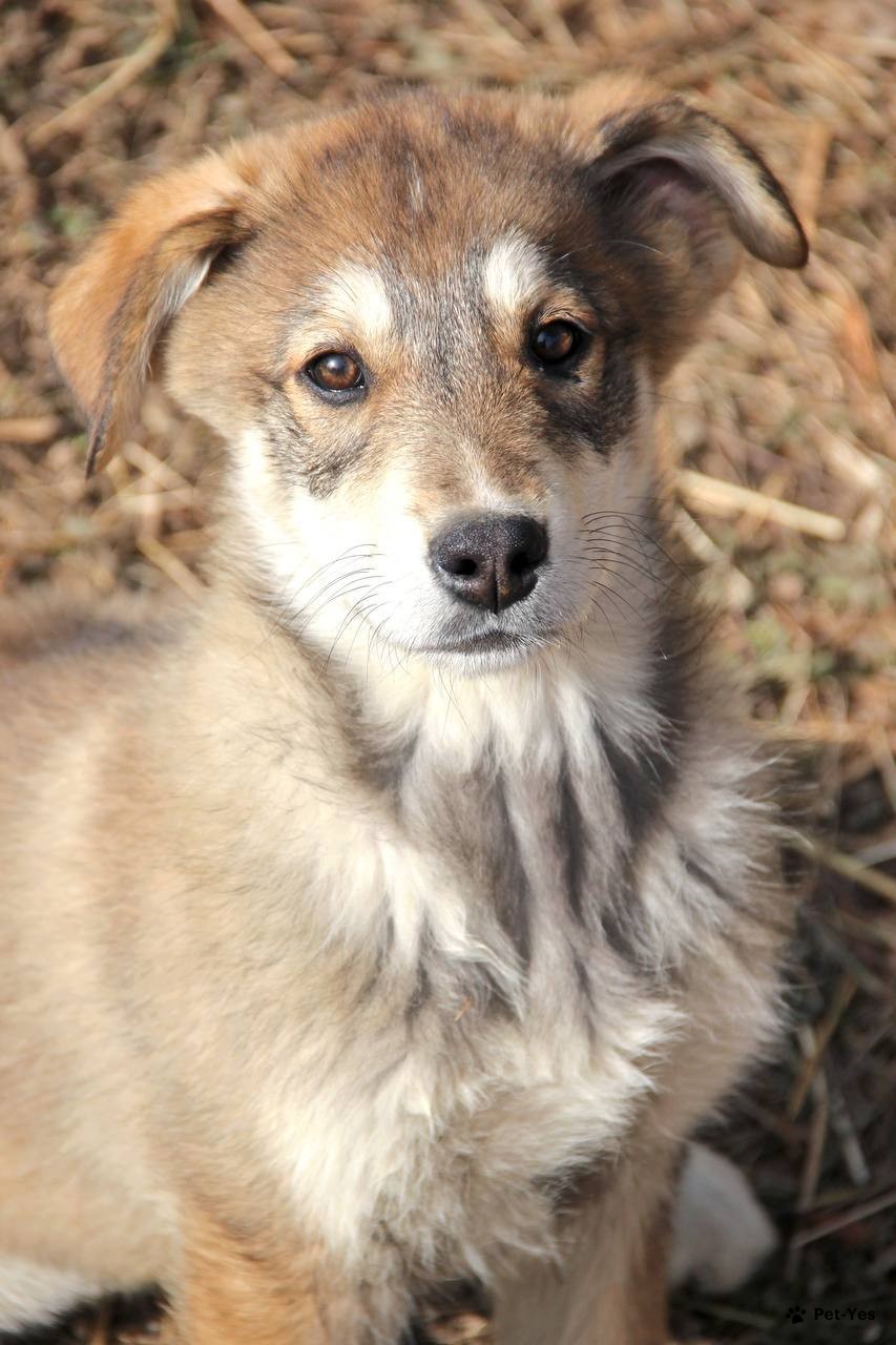 Щенок 5 месяцев, 15 дней купить Видное | Pet-Yes