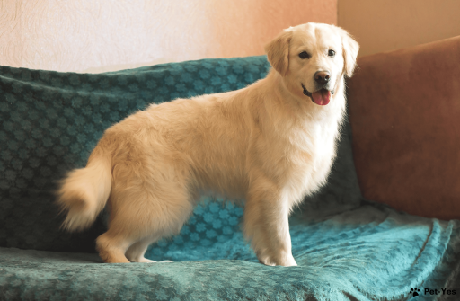 Изображение питомца