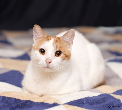 Изображение питомца