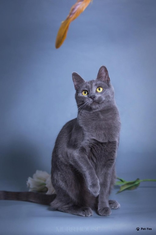 Изображение питомца