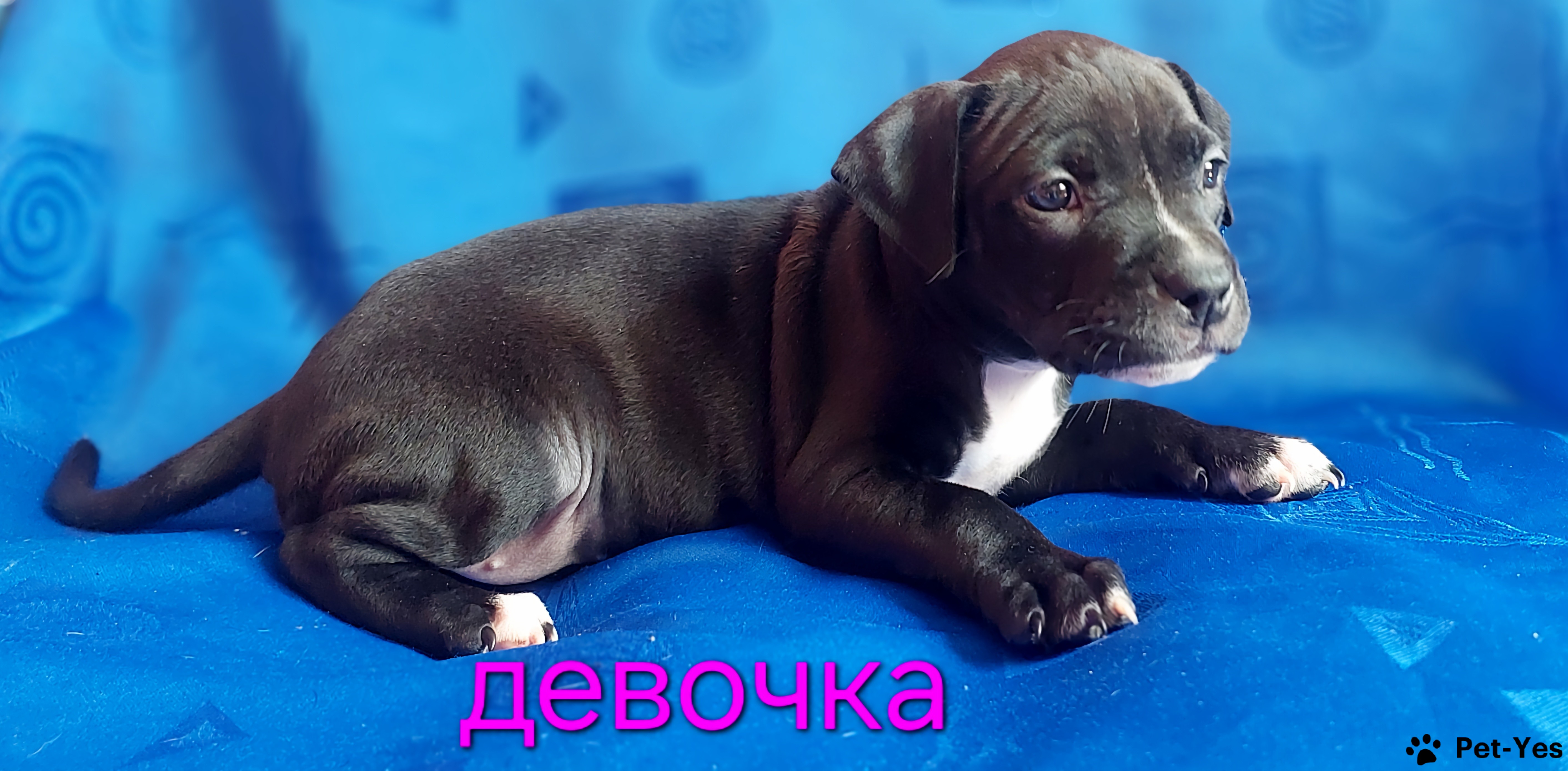 Порода прайтер цена