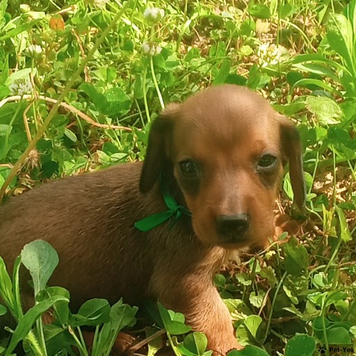 Изображение питомца