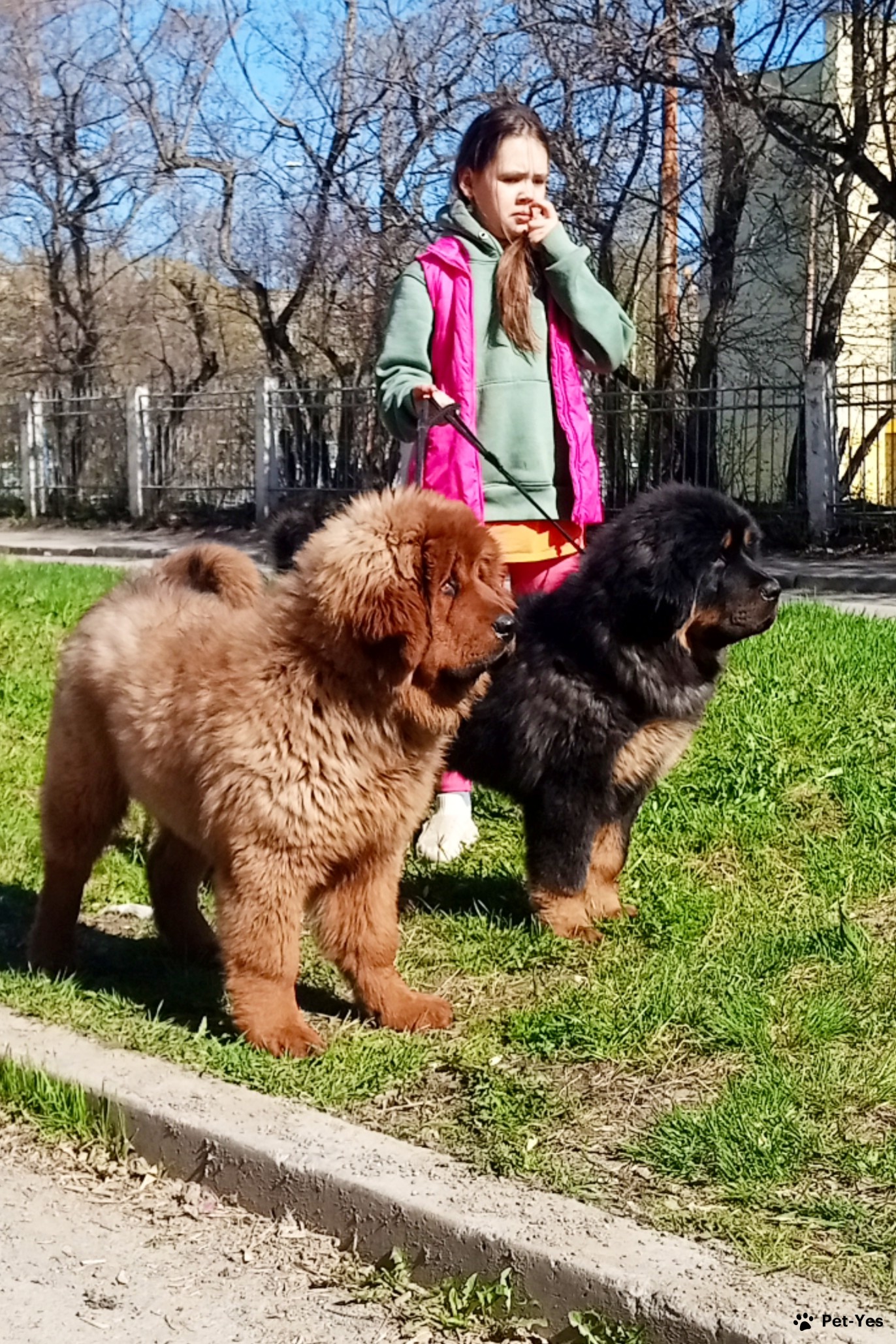 Щенок Тибетский мастиф 6 месяцев, 5 дней купить Екатеринбург | Pet-Yes