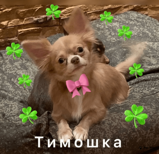 Изображение питомца