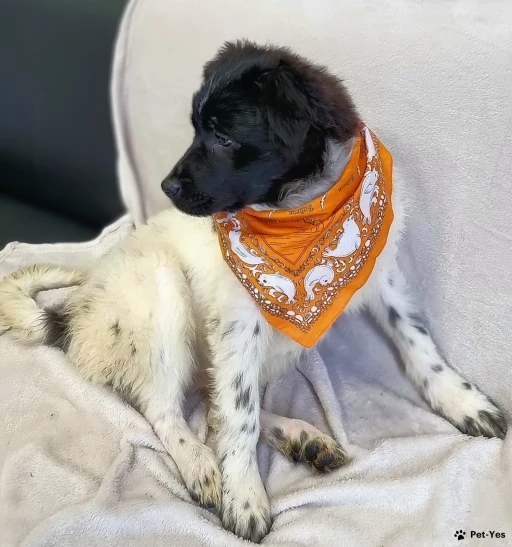 Изображение питомца