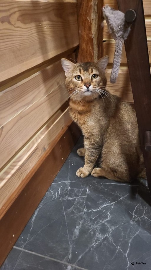 Изображение питомца