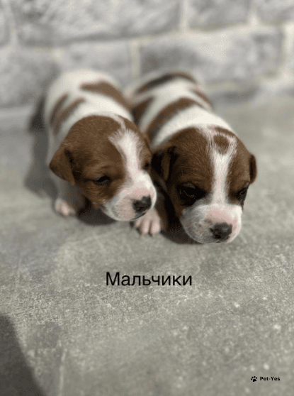 Изображение питомца