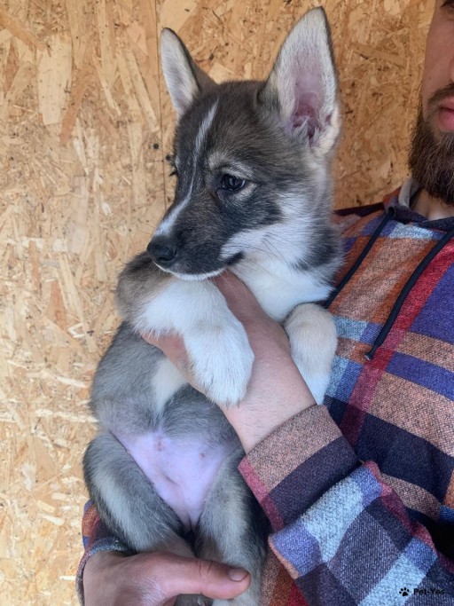 Изображение питомца