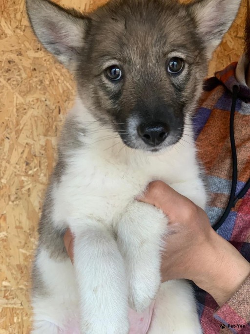 Изображение питомца