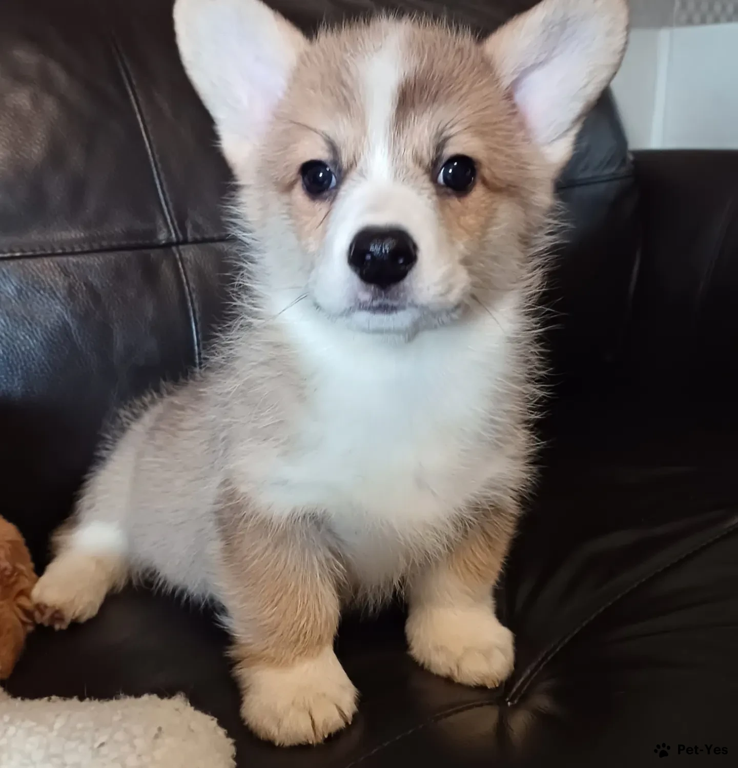 Щенок Вельш-корги-пемброк 2 месяца, 29 дней купить Долгопрудный | Pet-Yes