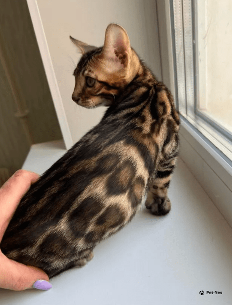 Изображение питомца