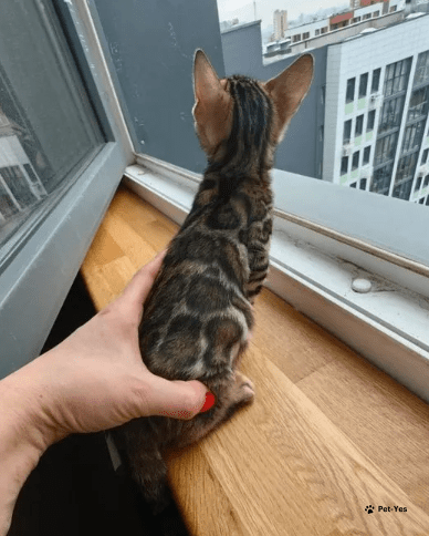 Изображение питомца