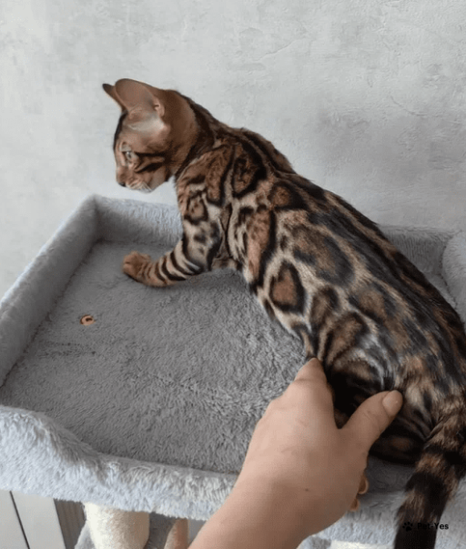 Изображение питомца