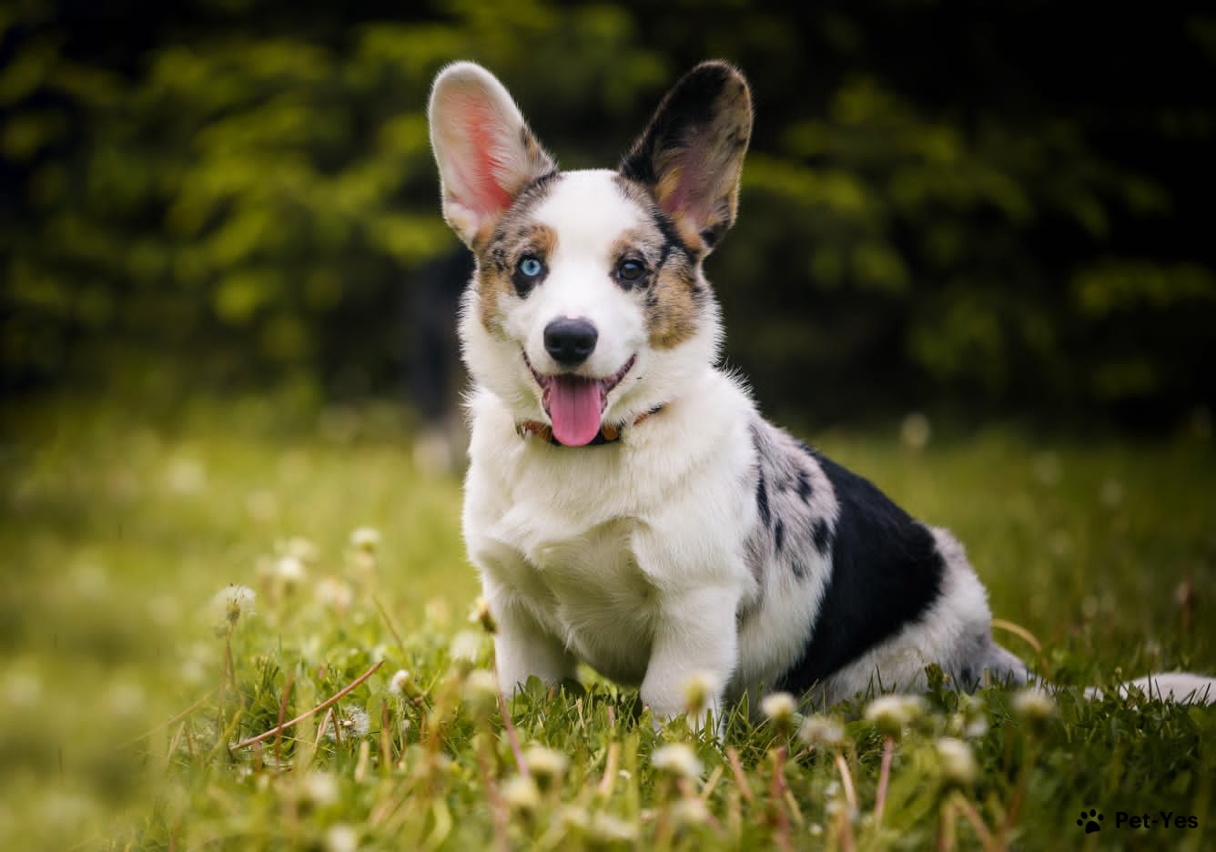 Щенок Вельш-корги-кардиган 4 месяца, 21 день купить Старый Оскол | Pet-Yes