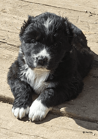 Изображение питомца