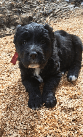 Изображение питомца