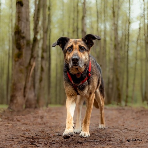 Изображение питомца