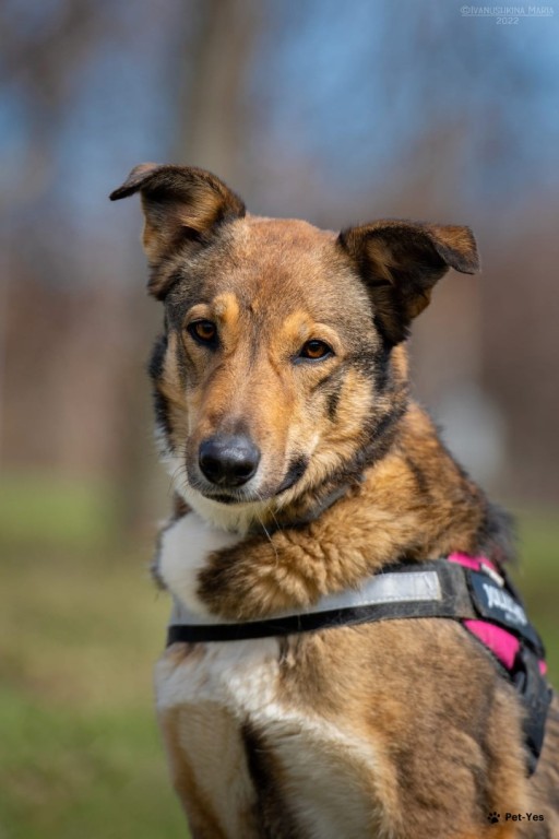 Изображение питомца