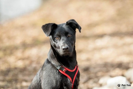 Изображение питомца