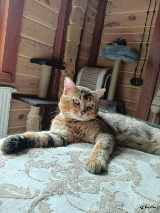 Изображение питомца