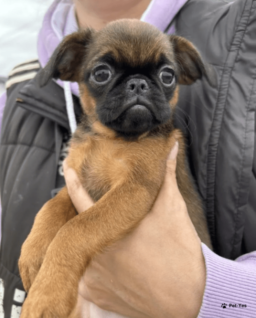 Изображение питомца