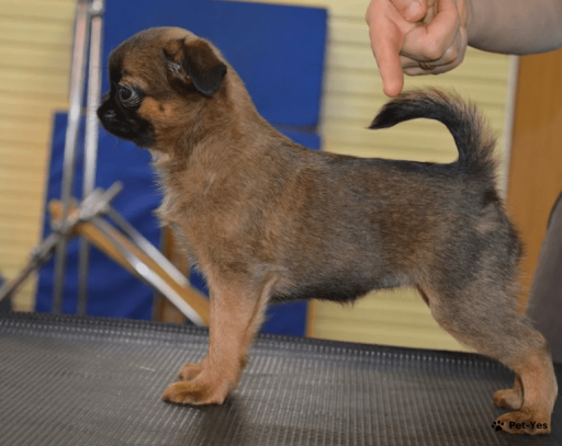 Изображение питомца