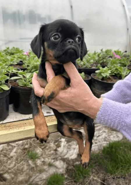 Изображение питомца