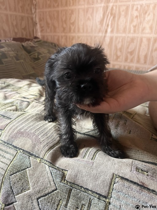 Изображение питомца