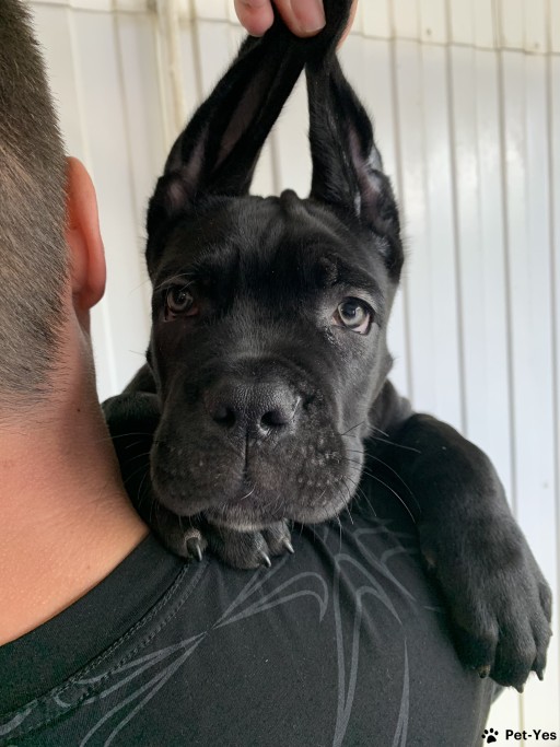 Изображение питомца