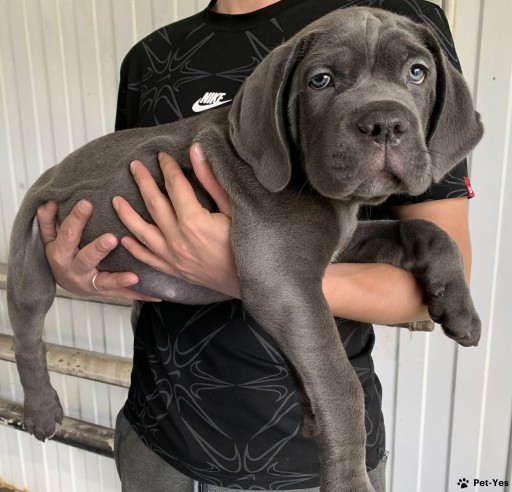 Изображение питомца