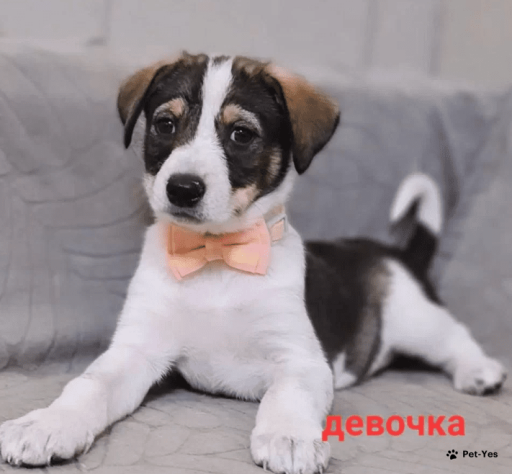 Изображение питомца