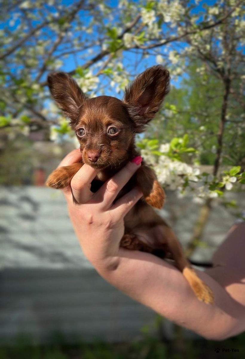 Щенок Русский той 2 месяца, 20 дней купить Санкт-Петербург | Pet-Yes