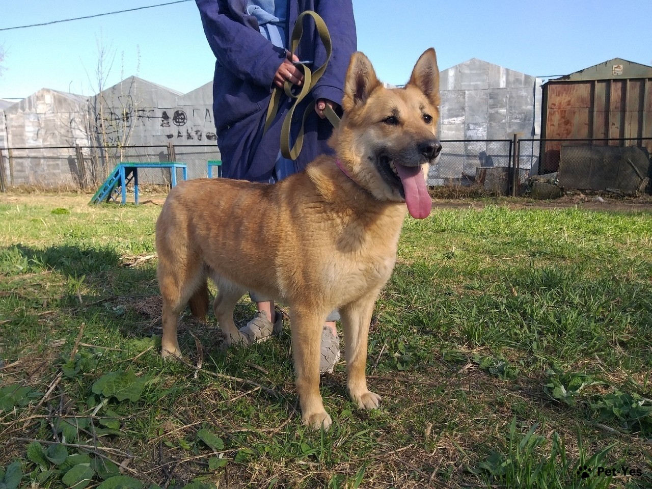 Щенок 10 лет, 10 месяцев купить Сестрорецк | Pet-Yes