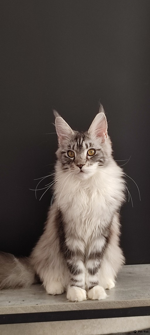 Изображение питомца