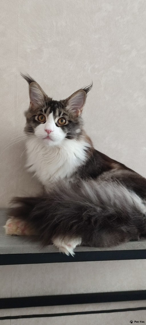 Изображение питомца