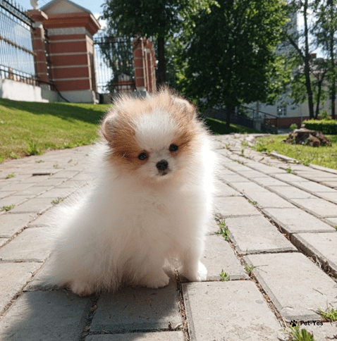 Изображение питомца