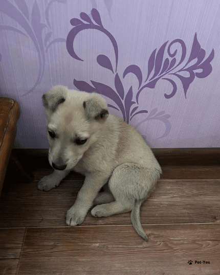 Изображение питомца