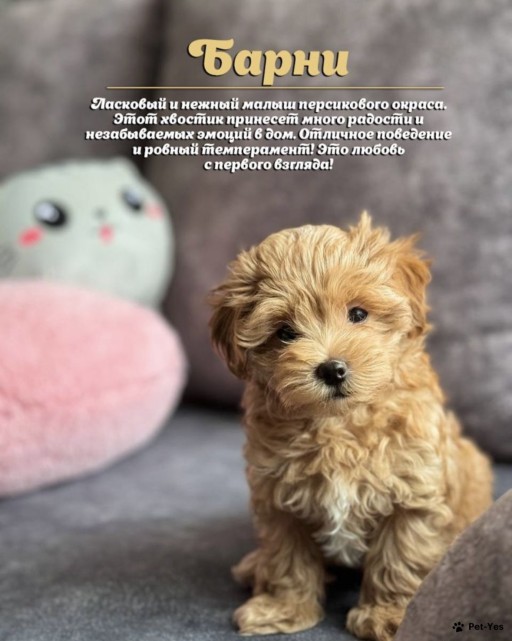 Изображение питомца